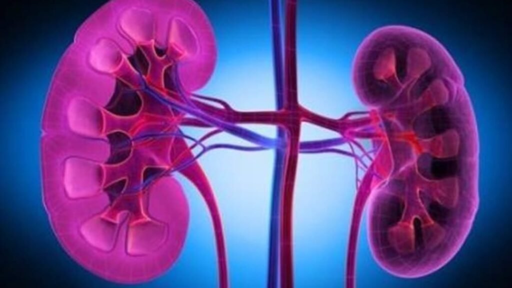 Día Mundial del Cáncer de Riñón: en Argentina se diagnostican 13 casos ...