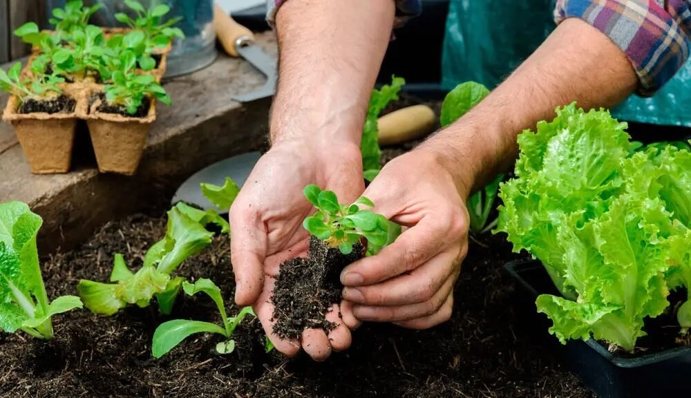 Foto Huerta Urbana Familiar
