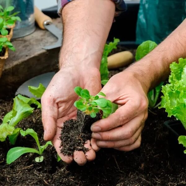 Foto Huerta Urbana Familiar