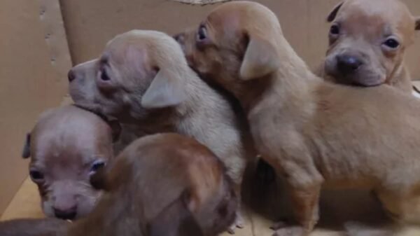 Screenshot 20230807 120709 Chrome