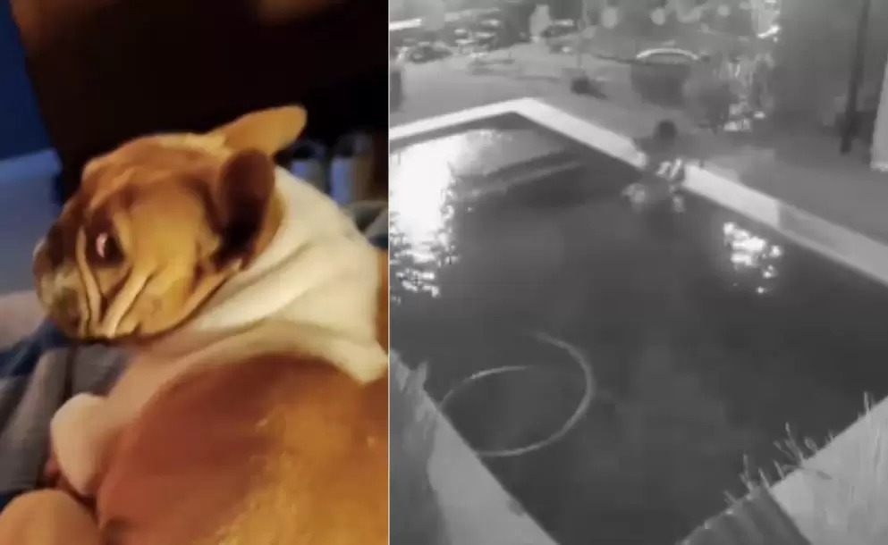 Perversión durante un robo: Mató a un perro ahogándolo en una piscina para  robarse una garrafa | RTN